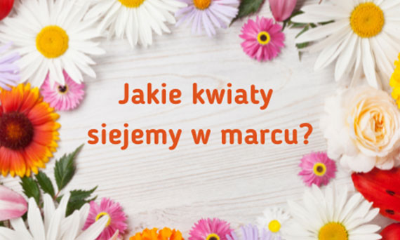 Jakie kwiaty siejemy w marcu?