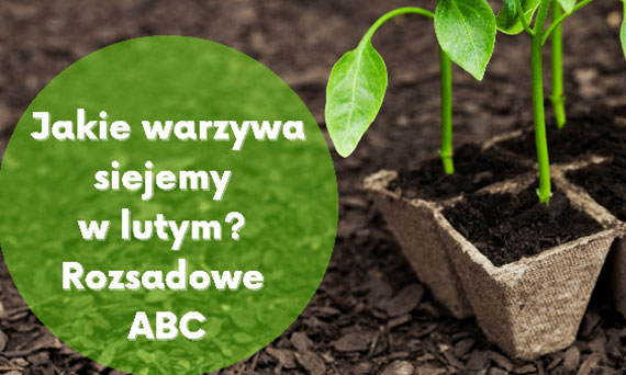 Jakie warzywa siejemy w lutym?