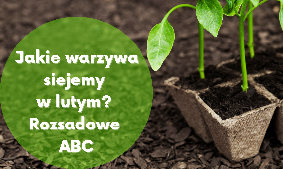 Jakie warzywa siejemy w lutym?