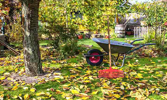 Jesień. Co zrobić w ogrodzie przed zimą. Sprawdź czy nie zapomniałeś