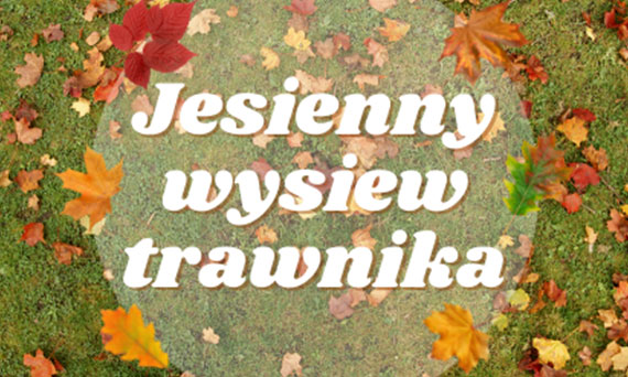 Jesienny wysiew trawnika