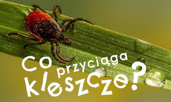 Skuteczna ochrona przed kleszczami