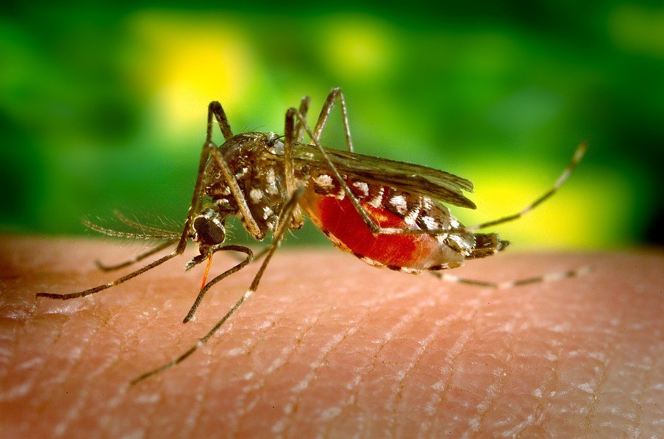 Komary - bzyczący problem