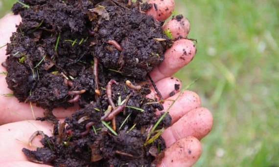 Kompost – przyjaciel roślin
