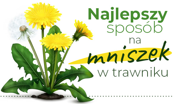 Najlepszy sposób na mniszek w trawniku