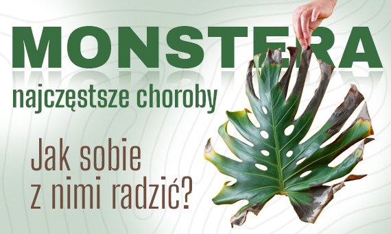 Najczęstsze choroby monstery. Jak sobie z nimi radzić?