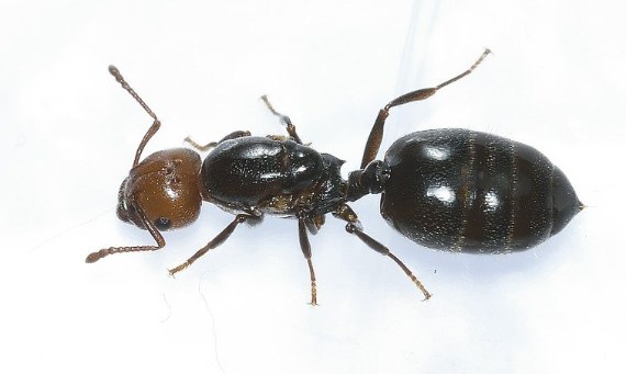 Mrówka argentyńska -  inwazyjny gatunek egzotyczny