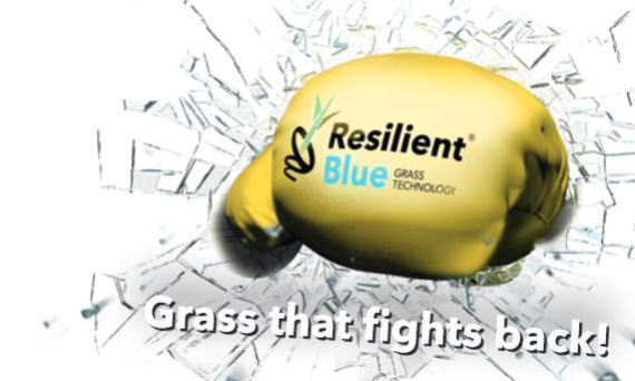 NOWOŚĆ Trawa Barenbrug Resilient Blue - Przetrwa nawet ekstrymalne warunki