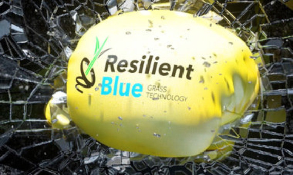 NOWOŚĆ Trawa Barenbrug Resilient Blue - Przetrwa nawet ekstrymalne warunki