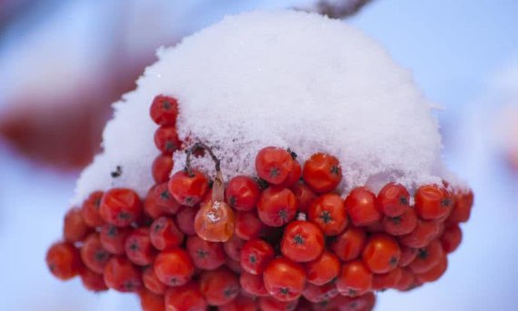 Ochrona drzew i krzewów przed śniegiem i mrozem