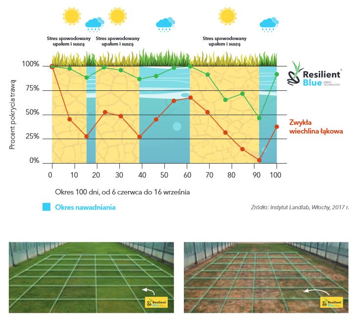 odporność trawy barenbrug na upał