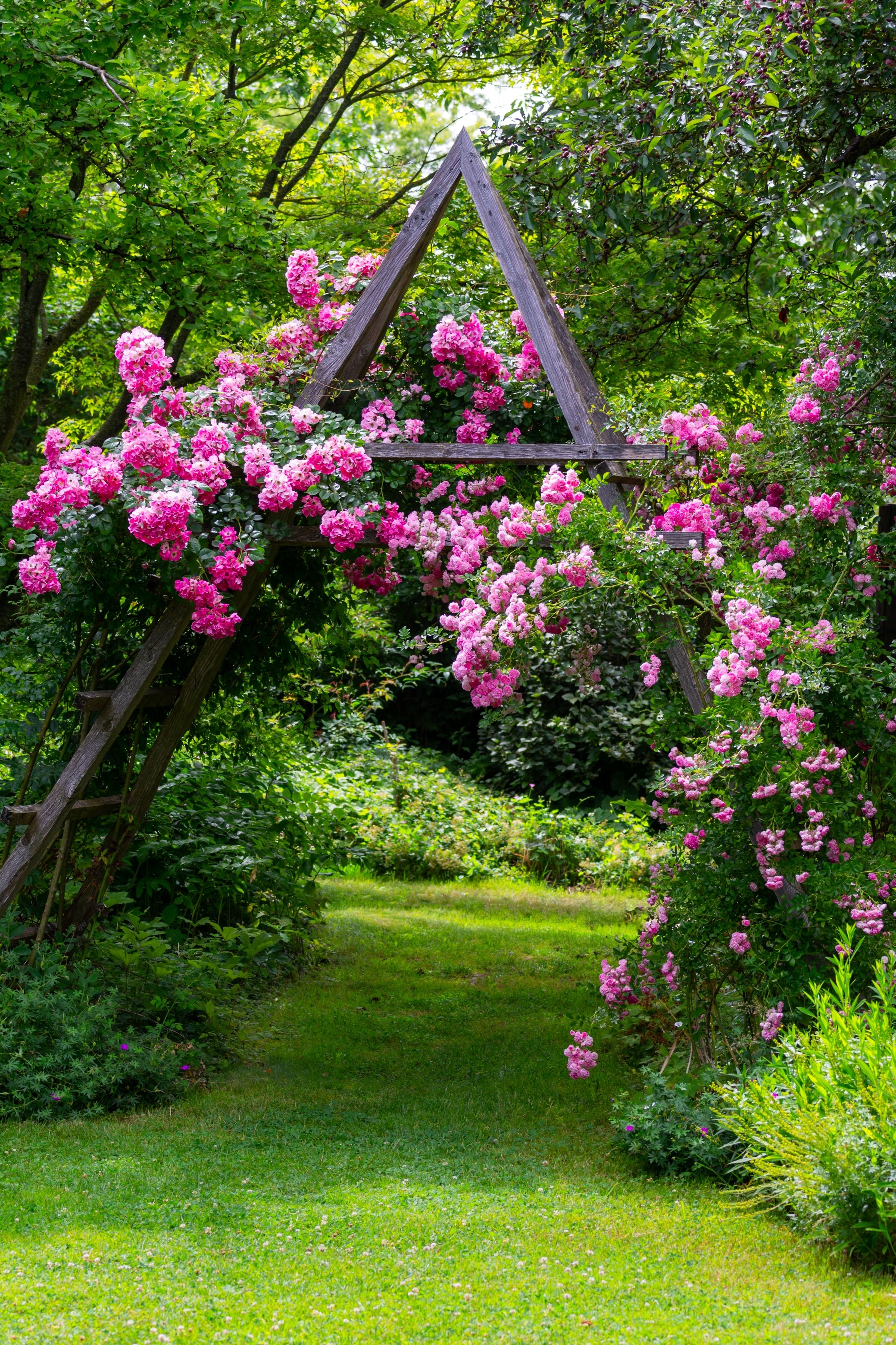 Piękny Ogród Różany
