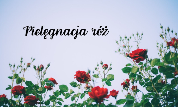 Pielęgnacja róż