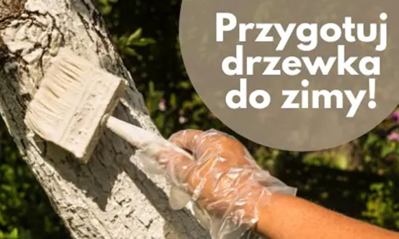 Przygotowanie drzewek owocowych do zimy