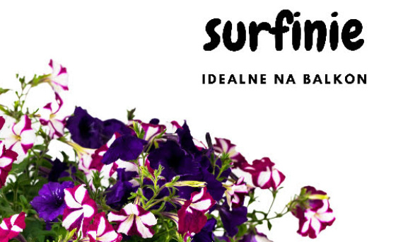 Surfinie