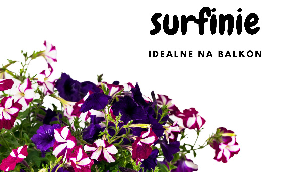 Surfinie