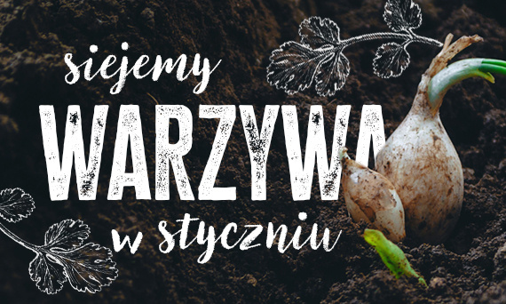 Jakie warzywa siać w styczniu? Czy wysiew w styczniu to dobry pomysł?