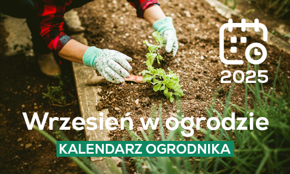 Wrzesień w ogrodzie: Co robić, aby przygotować ogród na zimę?