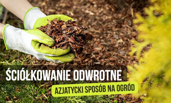 Ściółkowanie odwrotne (azjatyckie)