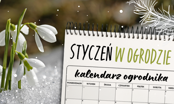 Styczeń w ogrodzie: Jakie zadania wykonać na początek roku?