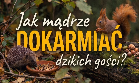 Jeże szykują się do snu, wiewiórki robią zapasy. Czym je karmić jesienią i zimą?