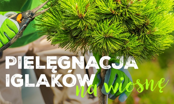 Pielęgnacja iglaków na wiosnę. Jak zadbać o nie po zimie?