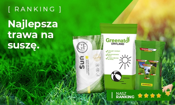 Trawa odporna na suszę – ranking najlepszych mieszanek do ogrodu i na tereny nasłonecznione